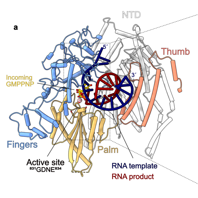 New preprint on the structural basis of Nipah virus replication